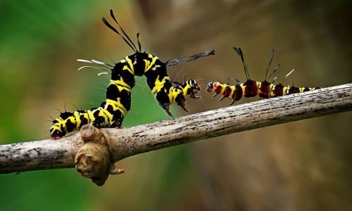 Creepy-crawlie tells rival, 'get off my branch' - PHOTO