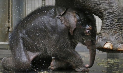 Baby elephant loves having a nice cool shower to deal with the heat - PHOTO