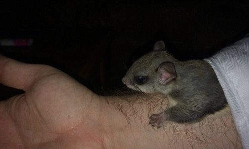 Man rescues an adorable rodent and nurses it into adulthood - PHOTO