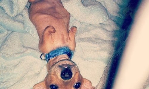 Meet T-Rex - the Dachshund-Chihuahua puppy born with no front legs - PHOTO