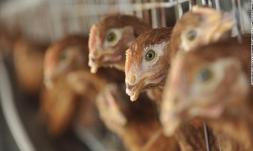 China reports first H10N8 avian flu death