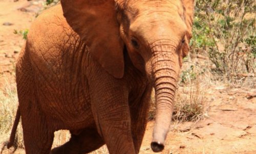 How an elephant orphanage saved Zongoloni - PHOTO