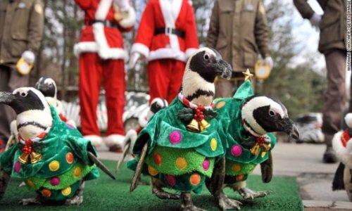 Adorable South Korean Christmas penguin march - PHOTO