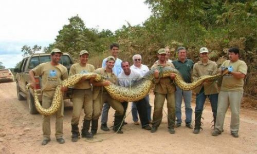 Man eating anacondas - Documentary FILM