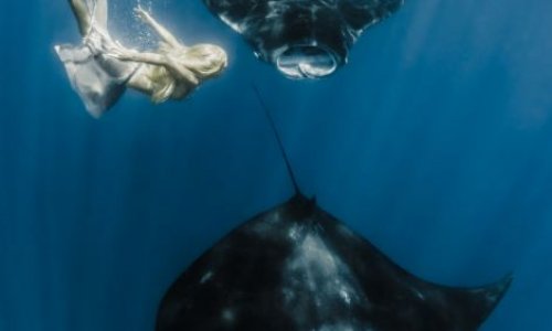 Mermaid goes tail-to-tail with giant mantra ray - PHOTO
