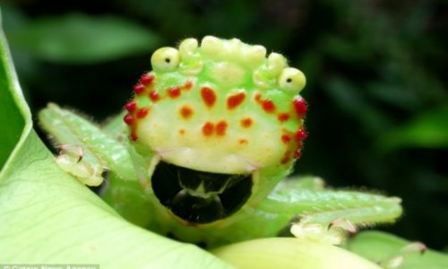 Costa Rican 'ugly bug’ shocks photographer