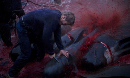 Faroe Islands locals take part in gruesome annual whale killing - PHOTO+VIDEO