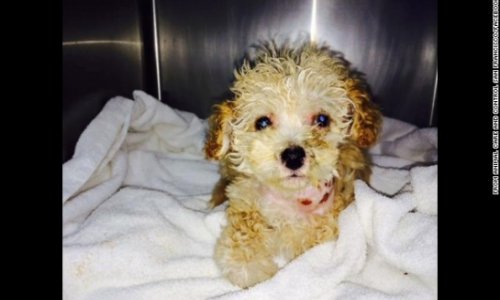 Puppy saved from trash in nick of time