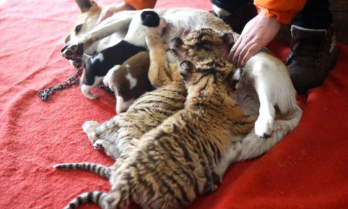 Dog adopts a pack of Siberian tigers after their mother rejects them - PHOTO