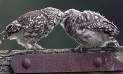 These two birds certainly turn heads as they seem to kiss - PHOTO