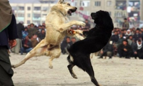 Cruel dog-fight in Azerbaijan - VIDEO