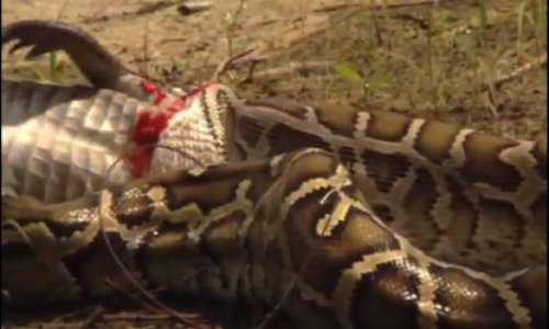 Invasion of the Giant Pythons - VIDEO