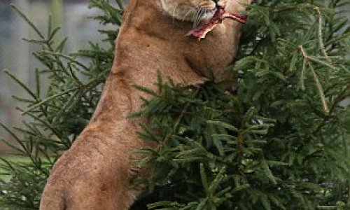 Lions enjoy their own Christmas dinner - PHOTO