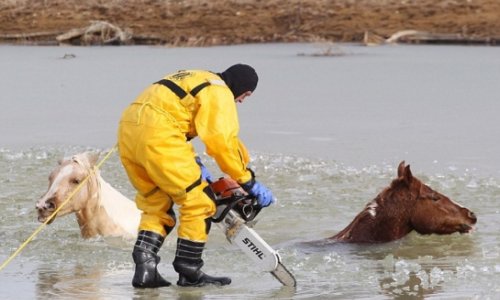 Two horses are saved from drowning in frozen lake - PHOTO+VIDEO