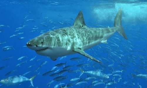 Sharks begin using Twitter to warn surfers