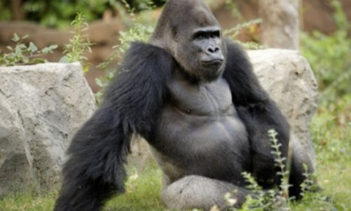 Best of 2013: Gorilla shows taunting kids who's boss - VIDEO