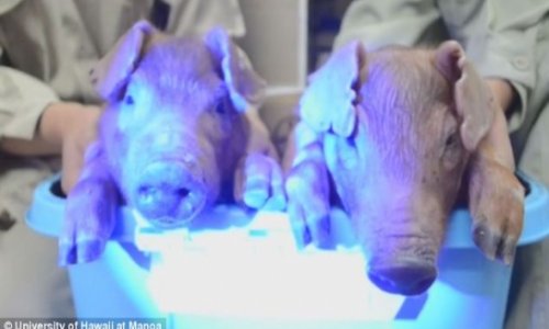 Scientists create the world's first glow-in-the-dark pigs using jellyfish DNA