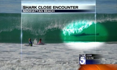 Shark photobomb? Family photo captures big fish lurking just feet from family - VIDEO