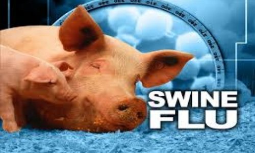 Swine flu kills Santa Clara County woman