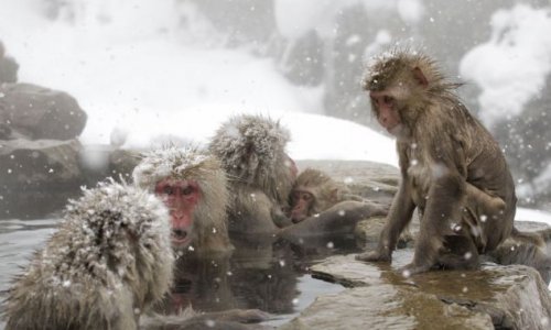 Take a moment to relax like this Japanese snow monkey - PHOTO