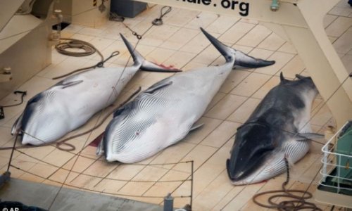 Graphic images of Japan whaling - PHOTO