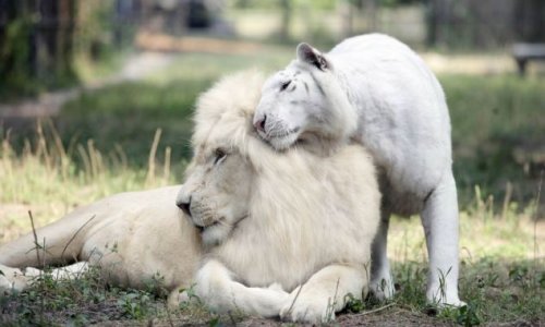 These brothers are the worlds first white ligers - PHOTO
