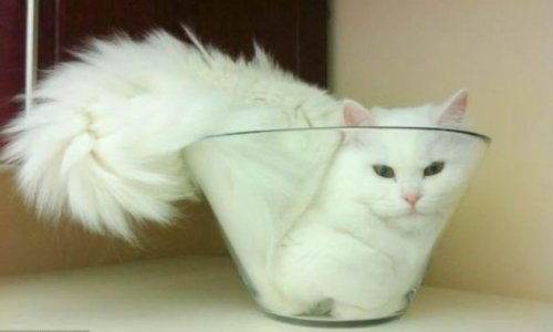 Bizarre practice of stuffing pets into jars seems to be growing - PHOTO