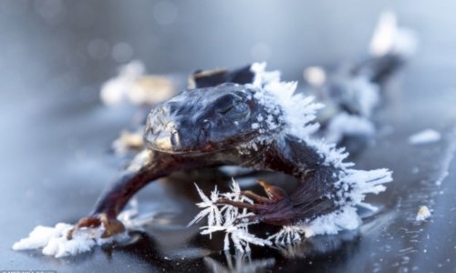 Frog freezes solid while searching for a mate - PHOTO