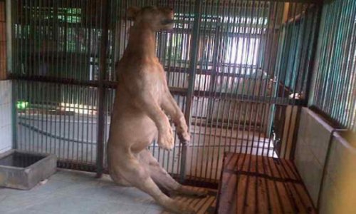 Dead lion found hanging in its cage