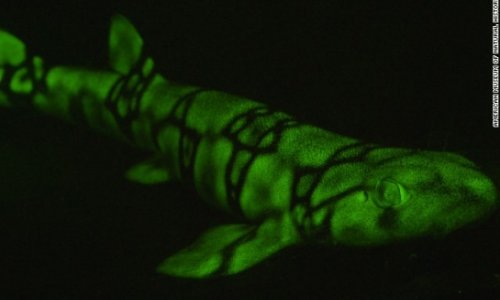 Fish put on new light - PHOTO
