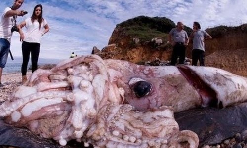 Second giant sea creature washes ashore along Santa Monica coastline - PHOTO