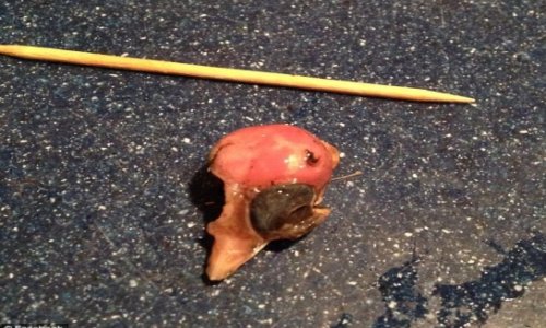 Woman discovers bird skull in bag of frozen spinach - PHOTO