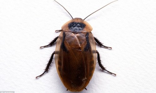 Doctor pulls inch-long cockroach from man ear