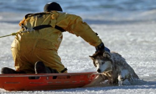 13-year-old husky was freed after falling through the ice - PHOTO