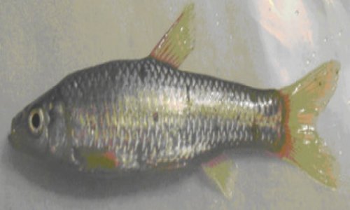 Two new fish species found in Azerbaijan - PHOTO