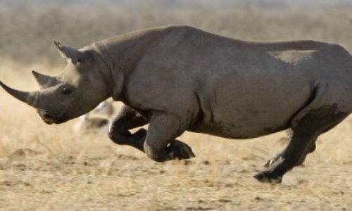 Black Rhino permit sells for $350,000