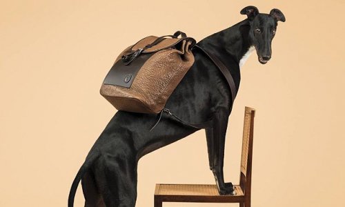 Italian fashion label hires greyhounds to model their clothes - PHOTO