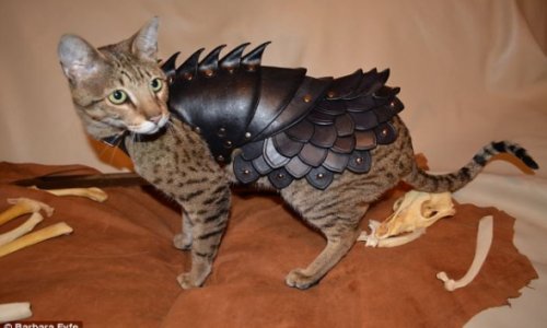 Now your feline can have its own BODY ARMOR