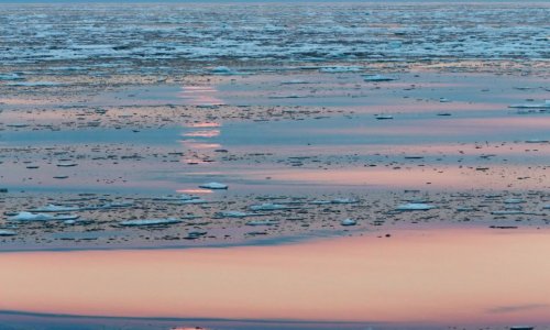 Polar bear takes a nap under a full moon - PHOTO