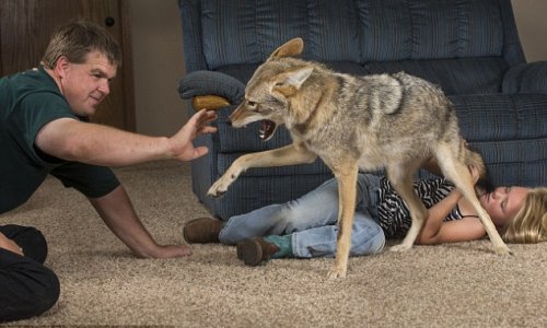 Wiley the coyote, the family pet who likes to sit by the fire - PHOTO