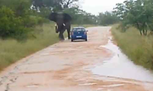 Teacher was gored by an elephant through her door - PHOTO+VIDEO