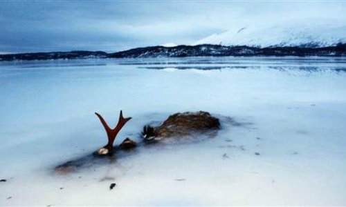 The sea froze so fast that it killed thousands of fish instantly - PHOTO