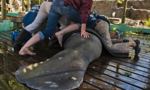 Where have all sea cows gone?