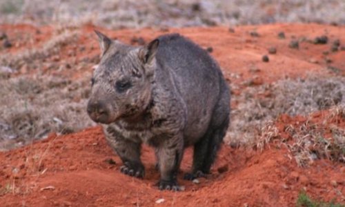 Protecting a wombat species that is as fast as Usain Bolt