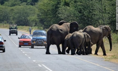 Why did the elephant cross the road?