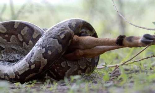 Python swallows whole antelope in under an hour - PHOTO+VIDEO