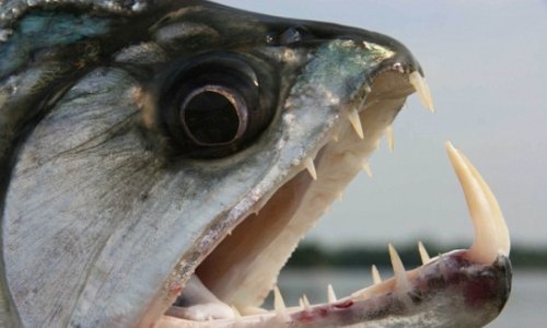 Ten people savaged by flesh-eating piranhas