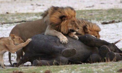 Watch moment hungry lion takes down fleeing elephant on his OWN - PHOTO+VIDEO