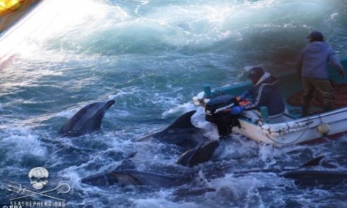 Stressed, bloody dolphins await slaughter in Japan's Taiji Cove - PHOTO+VIDEO