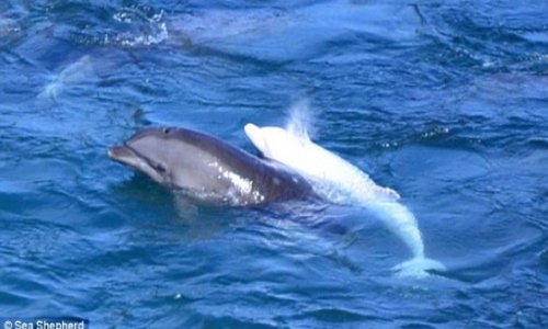 Mother of albino dolphin commit suicide after fishermen took its calf - VIDEO